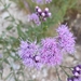 Saussurea japonica - Photo (c) zhangshen, μερικά δικαιώματα διατηρούνται (CC BY), uploaded by zhangshen