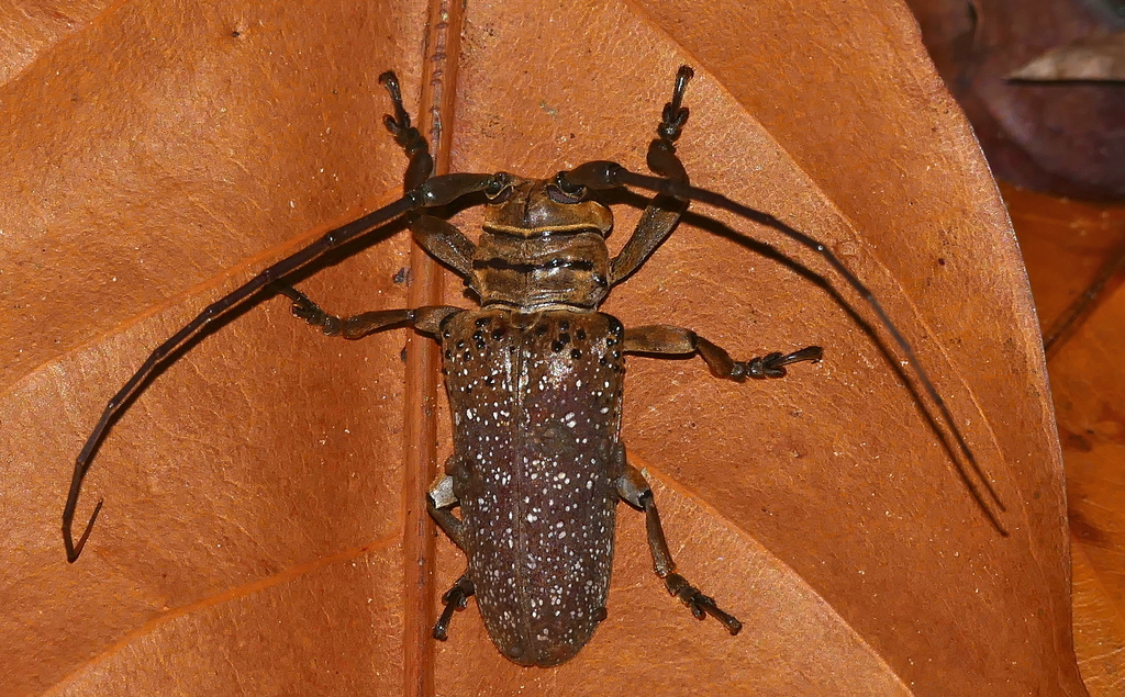 Oncideres gutturator