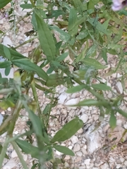 Saussurea japonica