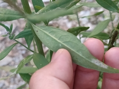 Saussurea japonica