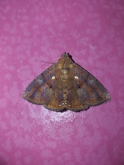 Dyomyx ocala