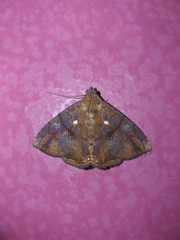 Dyomyx ocala