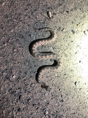 Crotalus cerastes laterorepens