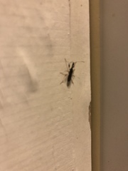 Myodocha serripes