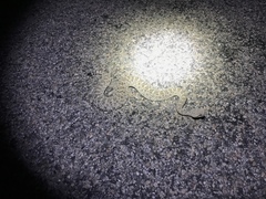 Crotalus cerastes laterorepens