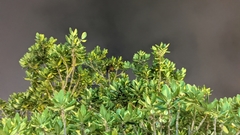 Pteropus dasymallus formosus
