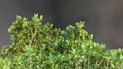 Pteropus dasymallus formosus