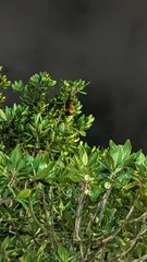 Pteropus dasymallus formosus
