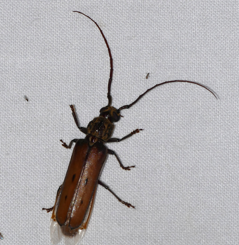 Praxithea travassosi