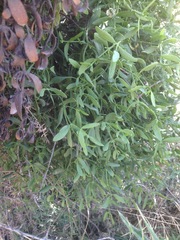 Viscum cruciatum