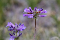 Penstemon heterodoxus