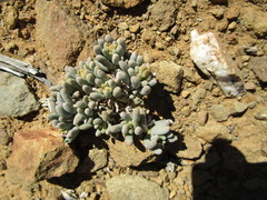 Mesembryanthemum resurgens