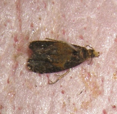 Olethreutes osmundana