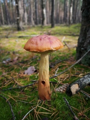 Aureoboletus projectellus