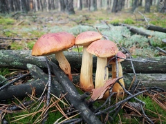 Aureoboletus projectellus