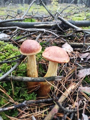 Aureoboletus projectellus