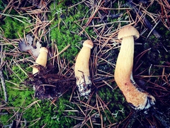 Aureoboletus projectellus