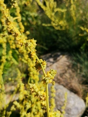 Atriplex littoralis