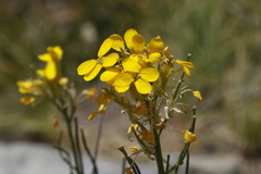 Erysimum perenne