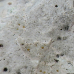 Protoblastenia incrustans