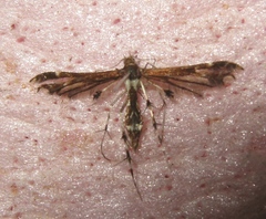 Geina tenuidactylus