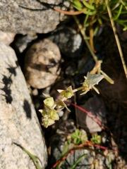Atriplex glabriuscula