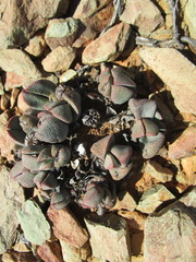 Pleiospilos compactus
