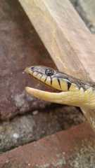 Erythrolamprus mossoroensis