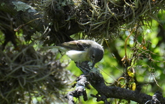 Vireo nelsoni