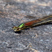 American Rubyspot - Photo (c) Jimmy Dee, some rights reserved (CC BY-SA), uploaded by Jimmy Dee