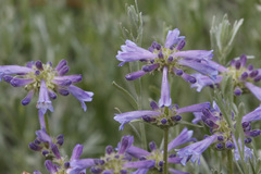 Penstemon heterodoxus