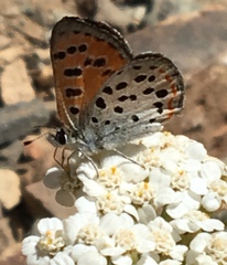 Lycaena cupreus