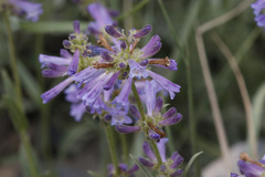 Penstemon heterodoxus
