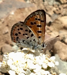 Lycaena cupreus