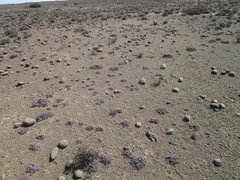 Rhinephyllum graniforme