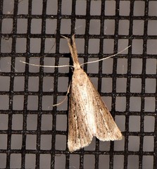 Trigonistis demonias