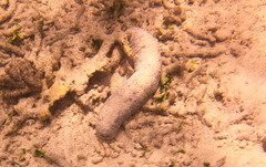 Holothuria atra