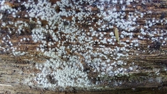 Eriopezia caesia