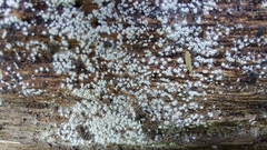 Eriopezia caesia