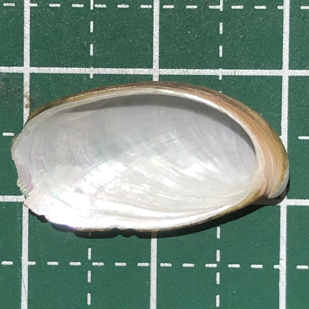 Stomatella planulata