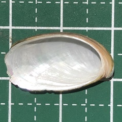 Stomatella planulata