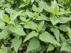 Urtica dioica