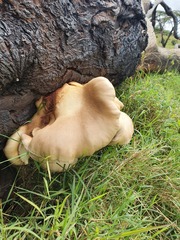 Pleurotus tuber-regium