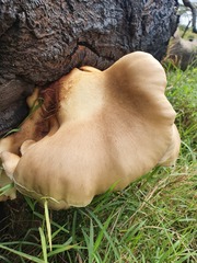 Pleurotus tuber-regium