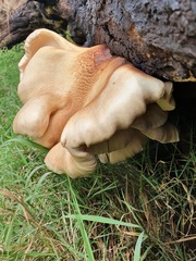 Pleurotus tuber-regium