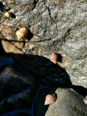 Littorina saxatilis