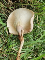 Pleurotus tuber-regium