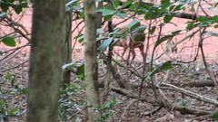 Cephalophorus natalensis