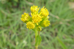 Senecio aronicoides