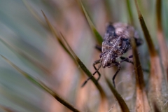 Stictopleurus punctatonervosus